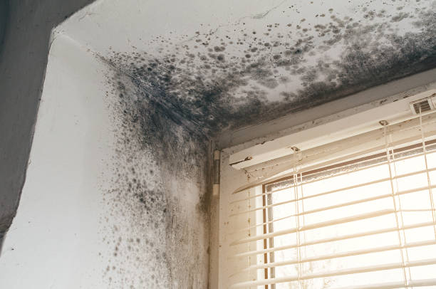 Trusted Attic Mold Removal service in Wheaton, IL - Cheap Mold Removal