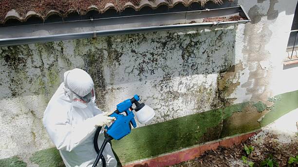 Trusted Mold Remediation service in Wheaton, IL - Cheap Mold Removal